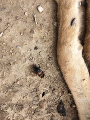 Nicrophorus marginatus