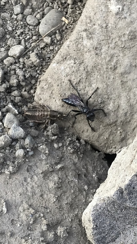 Palmodes carbo