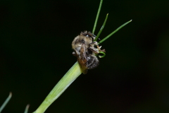 Anthophora furcata