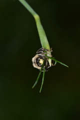 Anthophora furcata