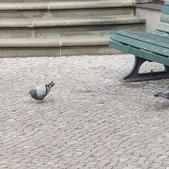 Columba livia domestica