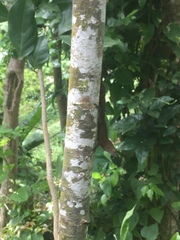 Anolis cristatellus wileyae