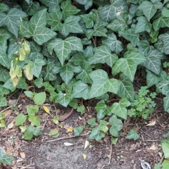 Hedera helix