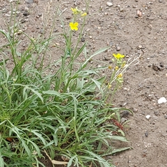 Diplotaxis tenuifolia