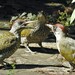 Green Woodpeckers and Allies - Photo (c) Neil Shepherd, some rights reserved (CC BY-NC), uploaded by Neil Shepherd