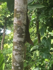 Anolis cristatellus wileyae
