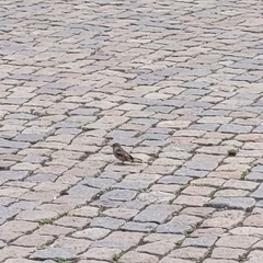Passer domesticus
