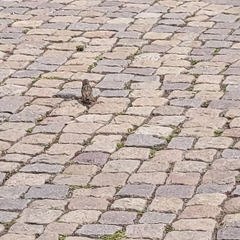 Passer domesticus