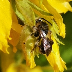 Macropis fulvipes