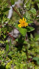Arnica lonchophylla