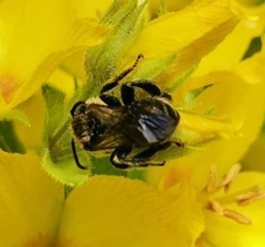 Macropis fulvipes
