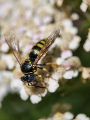 Bicyrtes capnopterus