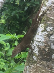Anolis cristatellus wileyae