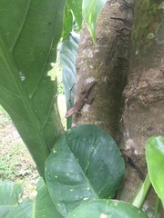 Anolis cristatellus wileyae