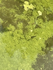 Ichthyosaura alpestris