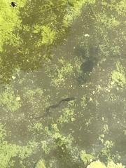 Ichthyosaura alpestris