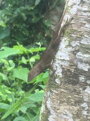 Anolis cristatellus wileyae