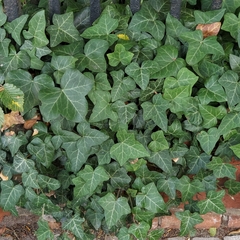 Hedera helix