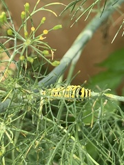 Papilio polyxenes