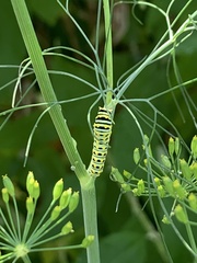 Papilio polyxenes