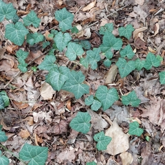 Hedera helix