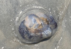 Rhizostomatidae