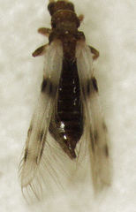 Parthenothrips dracaenae