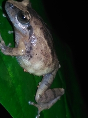 Pseudophilautus wynaadensis