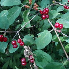 Lonicera xylosteum