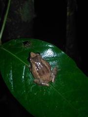 Pseudophilautus wynaadensis