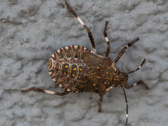 Halyomorpha halys