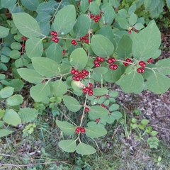 Lonicera xylosteum