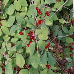 Lonicera xylosteum