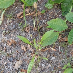 Plantago lanceolata