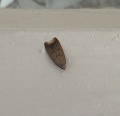 Tachystola acroxantha