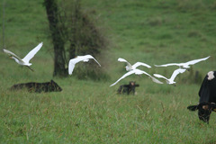 Bubulcus ibis coromandus