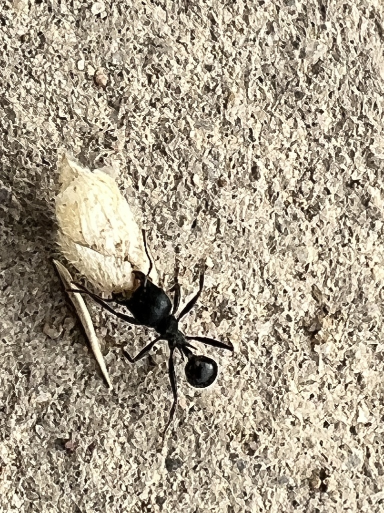 Ant Ranch Scam Andre's Harvester Ant from Wilder Ranch State Park, Santa Cruz, CA, US ...