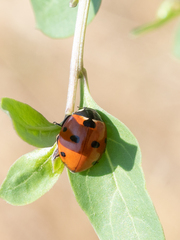 Coccinella septempunctata