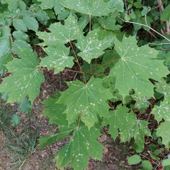 Acer platanoides