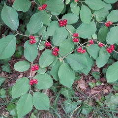 Lonicera xylosteum