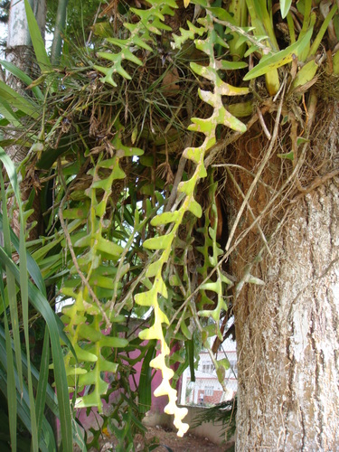 Selenicereus anthonyanus