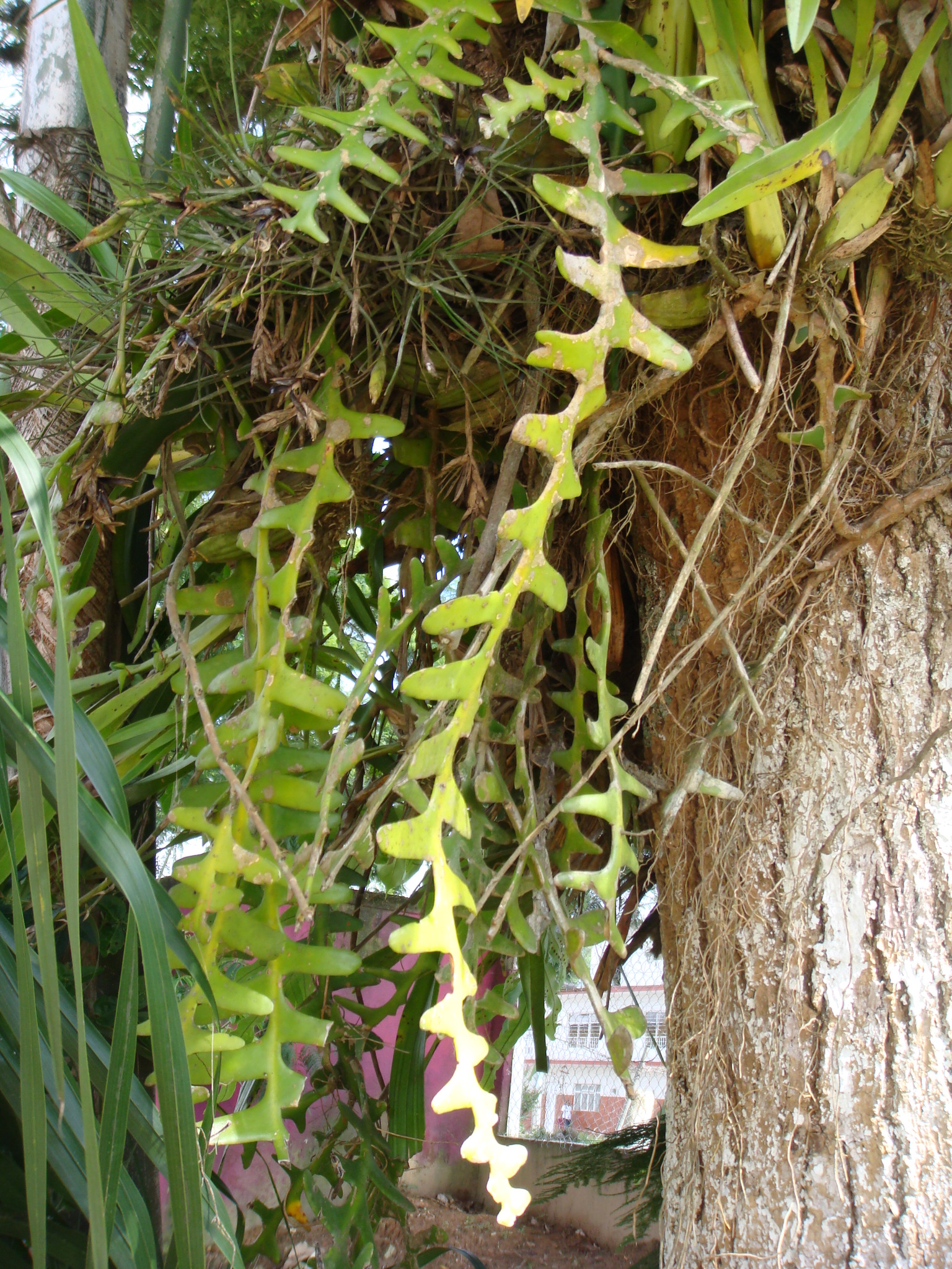 Rick Rack Cactus (Selenicereus anthonyanus)  iNaturalist