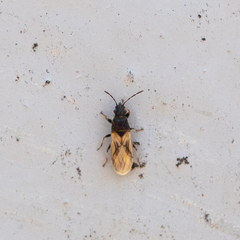 Metopoplax origani
