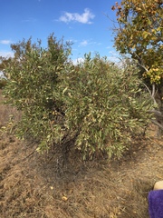 Ozoroa paniculosa