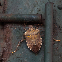 Halyomorpha halys