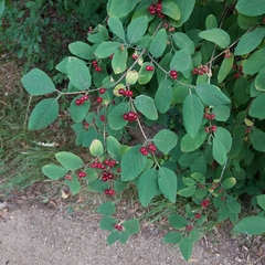 Lonicera xylosteum