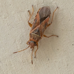 Arocatus