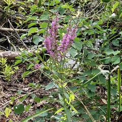 Lythrum salicaria
