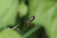 Micrathena swainsoni