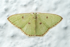 Comostola subtiliaria